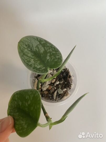 Сциндапсус Сильвер Энн