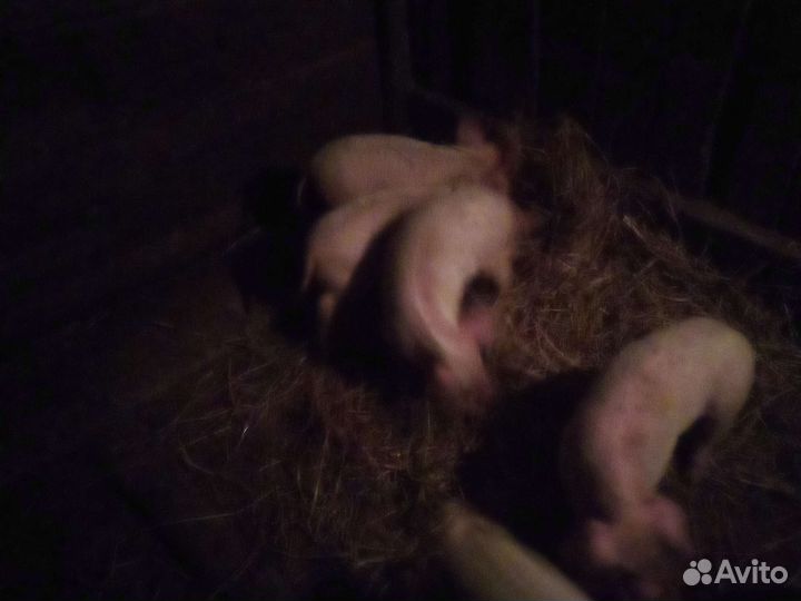 Поросята русские белые