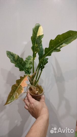 Филодендрон Ринг оф Файер