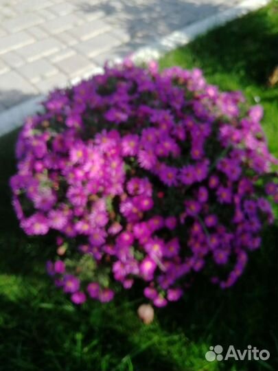 Хризантемы