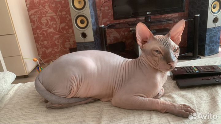 Донской сфинкс вязка