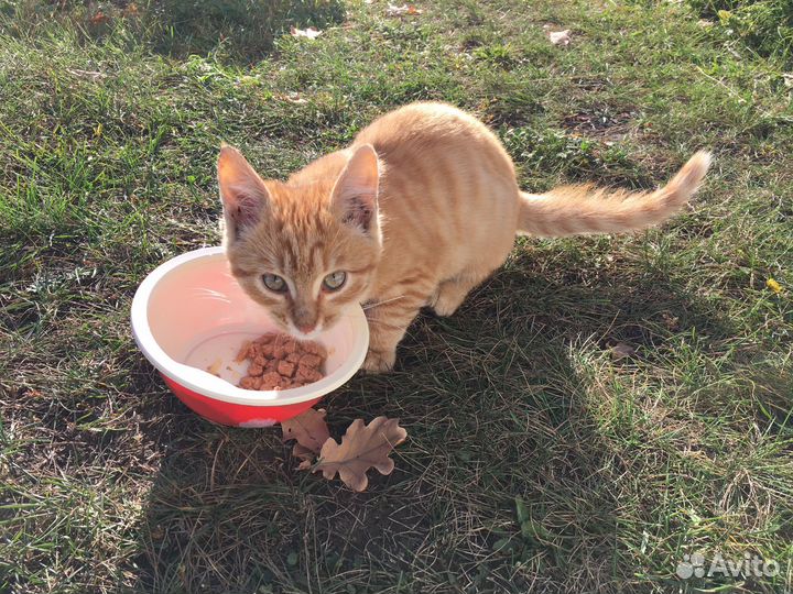 Классные дачные котята