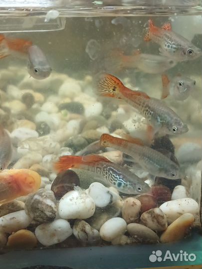 Аквариумные рыбки гуппи