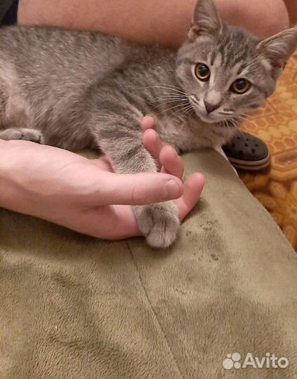 Котик Марсель в дар