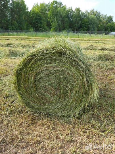 Продам сено в рулонах