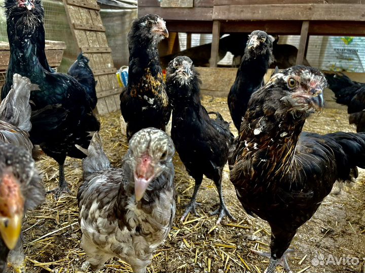 Гергебильские куры или Гилянская