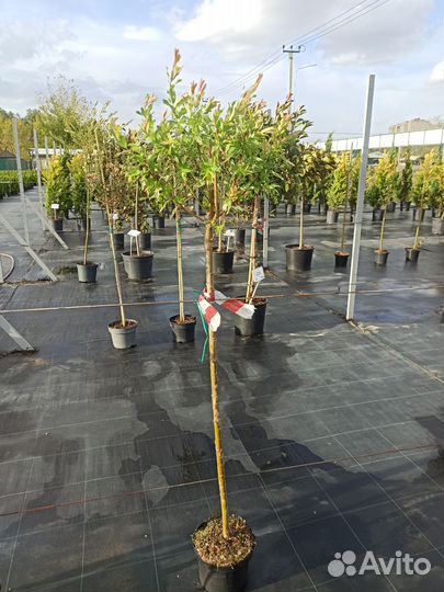 Ива Хакуро-Нишики на штамбе С7,5 Ра120