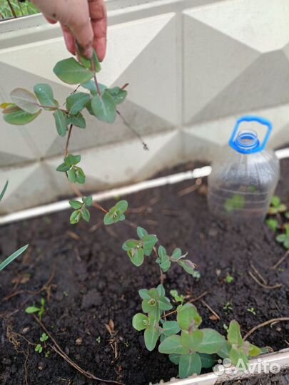 Растения для сада