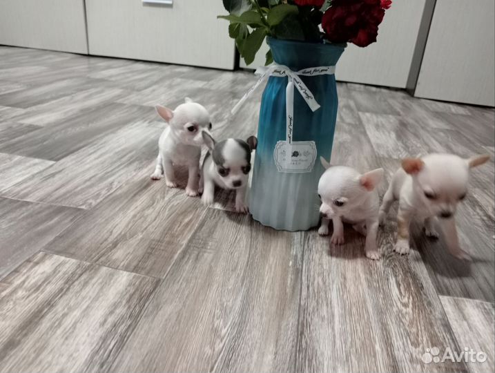 Щенки чихуахуа мини
