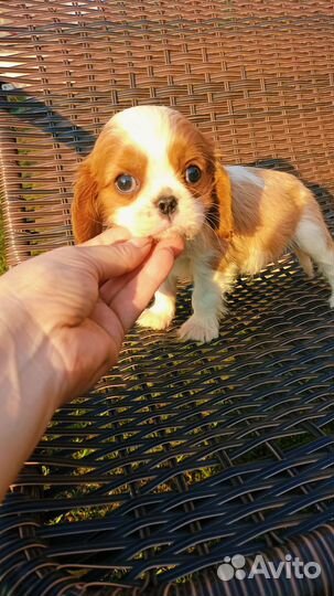 Мальчишки каверы