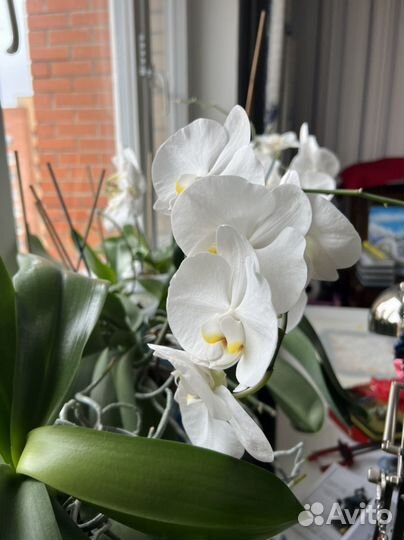 Орхидея фаленопсис