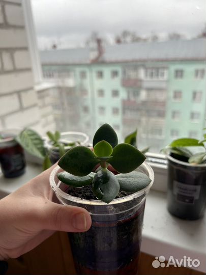 Денежное дерево (толстянка)