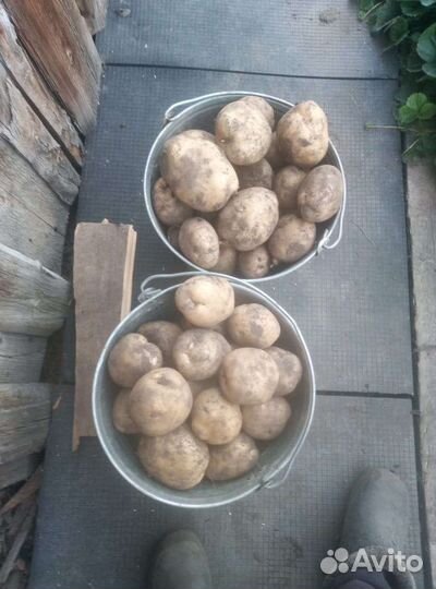 Продам картофель