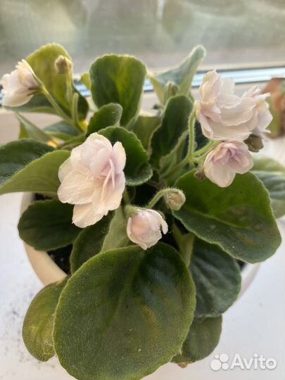 Фиалка в горшках сортовые