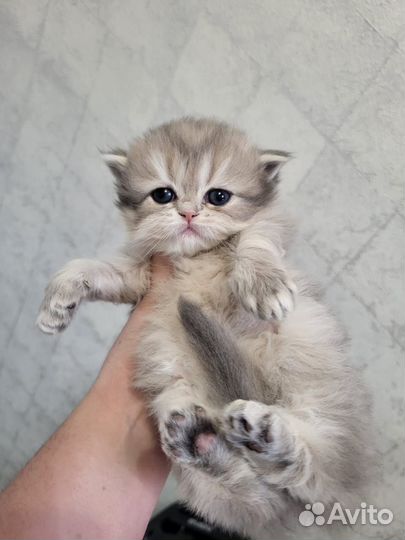 Британские котята
