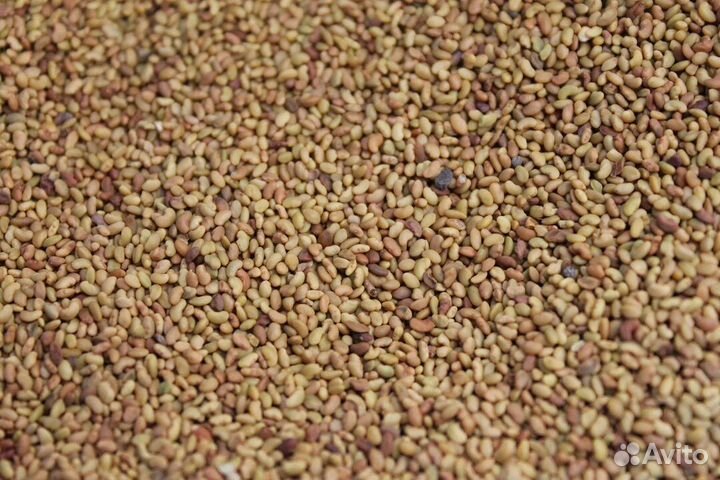 Продам семена люцерны