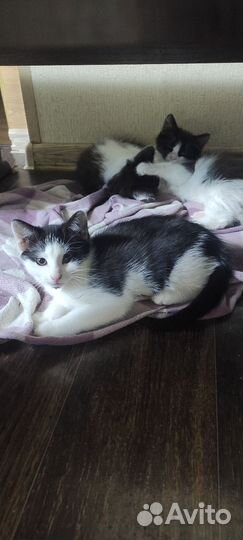 Котята в дар