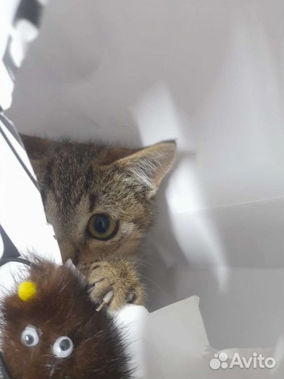 Кошечка в добрые руки