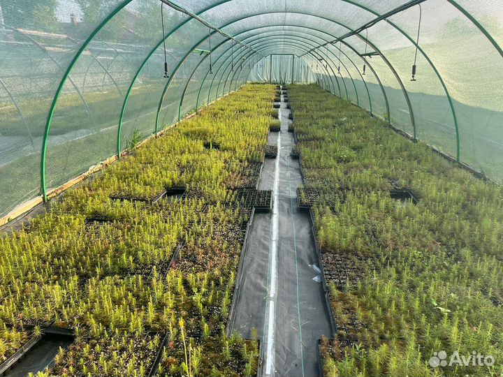 Сеянцы сосны обыкновенной окс от производителя