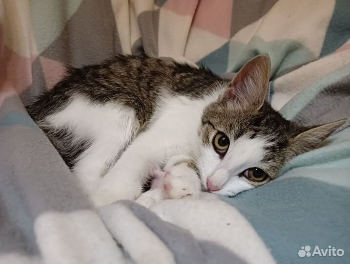 Котенок девочка сибирская