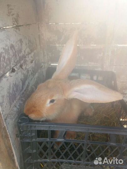 Кролики мясных пород