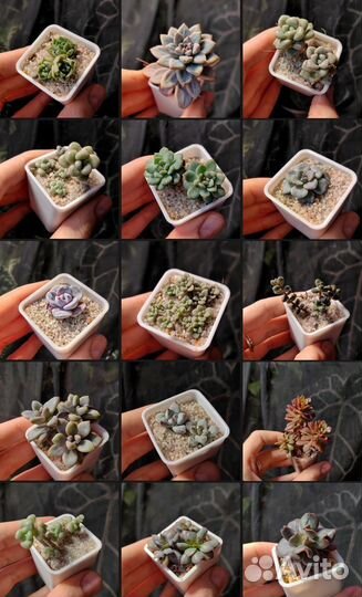 Эхеверии, крассулы и другие суккуленты