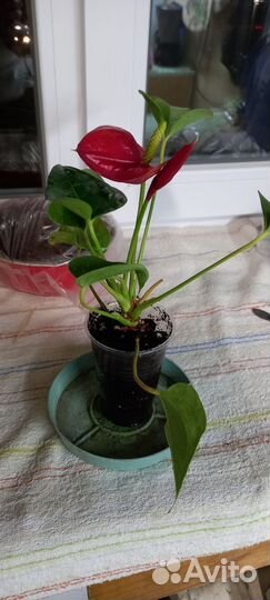 Антуриум Success Red