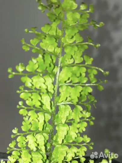 Папоротники глориоза мариса и дассада