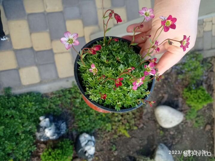 Камнеломка,чабрец/тимьян,лаванда мини и вариегат