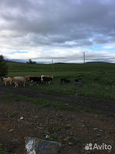 Корова с телёнком