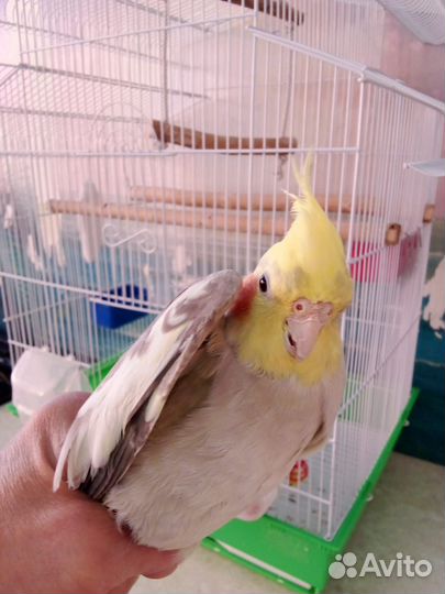 Попугай корелла с клеткой