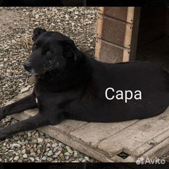 Сара