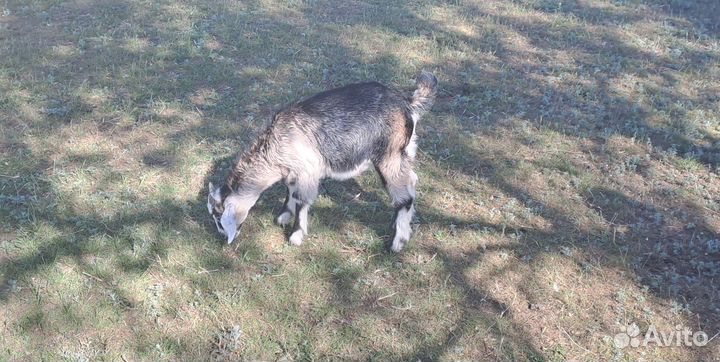 Нубийские козлята и Зааненские