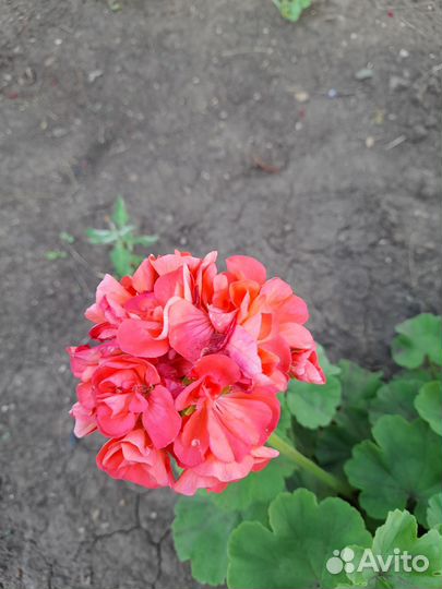 Комнатные растения цветы