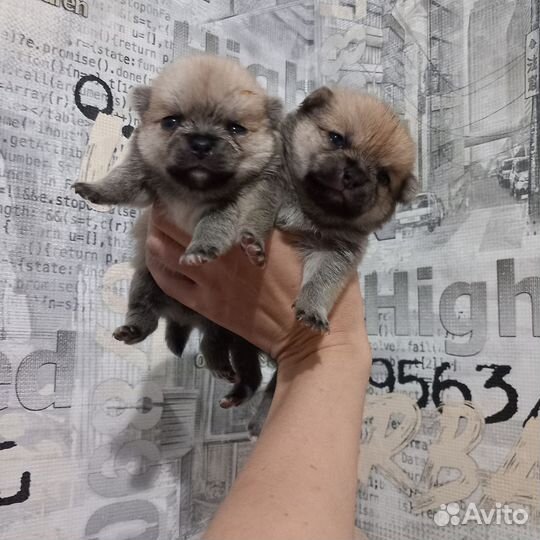 Помчи чих + шпиц