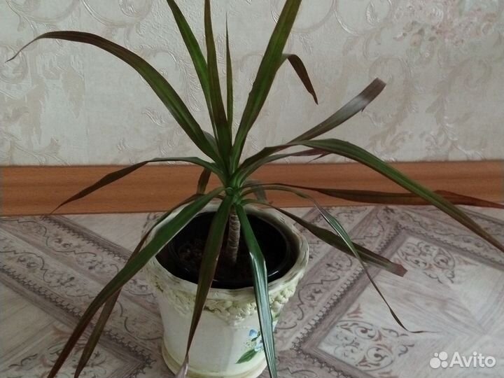 Драцена Маргината