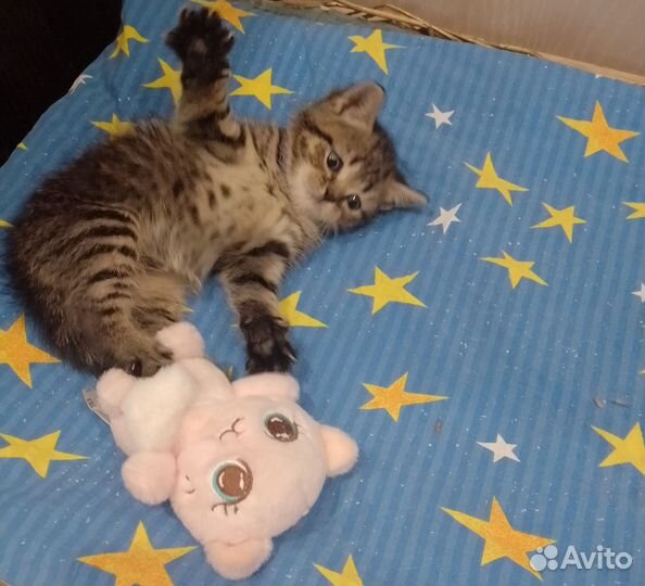 Шотландская