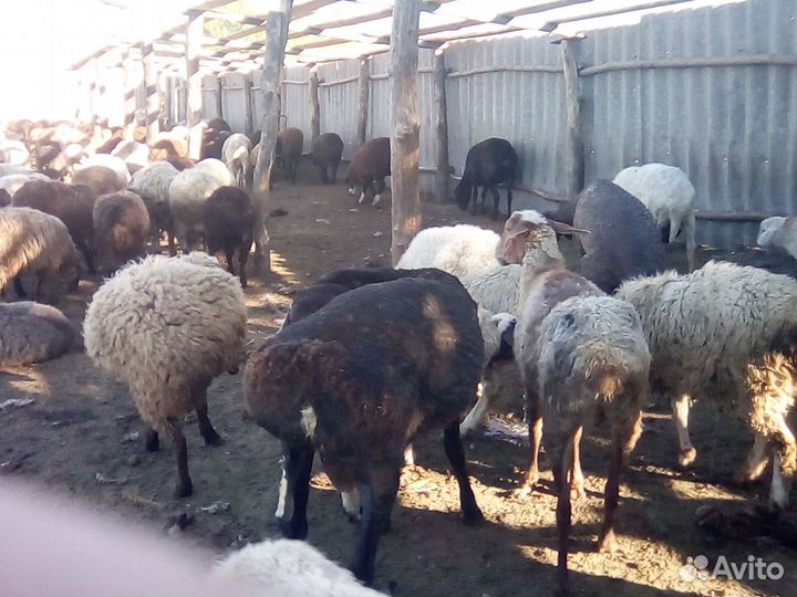 Продажа овец
