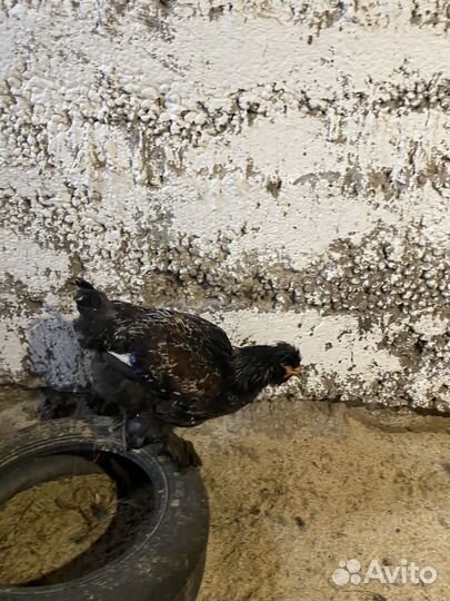 Молодые петухи