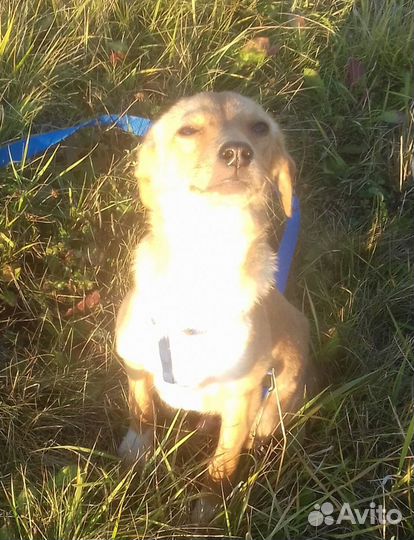 Рыжее солнышко