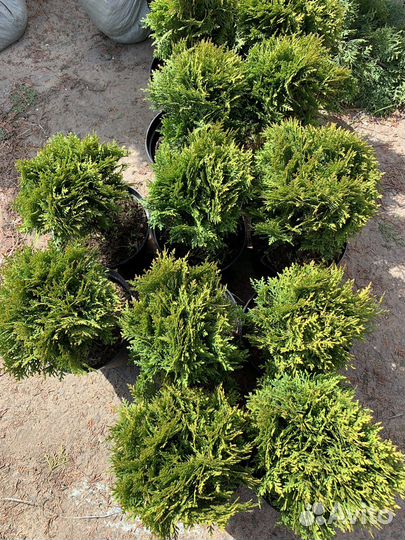 Туя шаровидная Даника