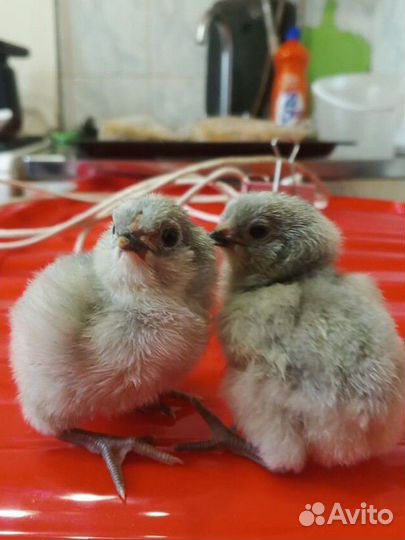 Цыплята Амераукана лаванда