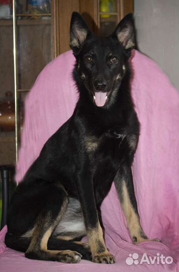 Счастье в дом