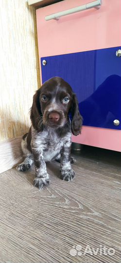 Русский спаниель