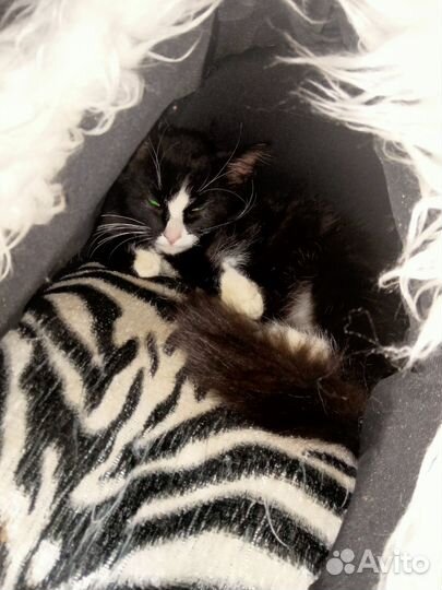 Красавец Арман