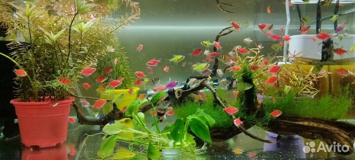 Тернеция Гло Фиш