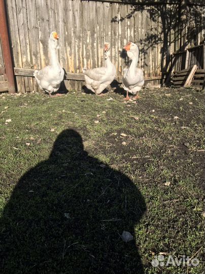 Холмогорские гуси