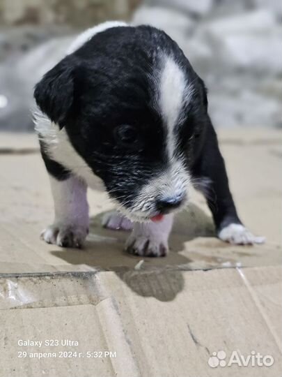 Щенки бесплатно в добрые руки