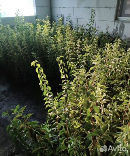 Жасмин чубушник