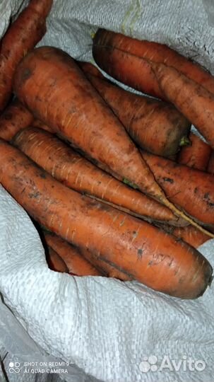 Продам морковь